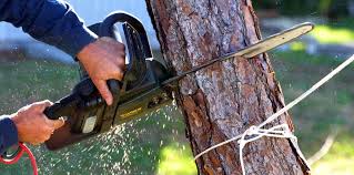 Best Root Management and Removal  in Norfolk, VA