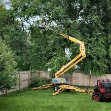 Best Tree Preservation Services  in Norfolk, VA