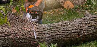  Norfolk, VA Tree Services Pros