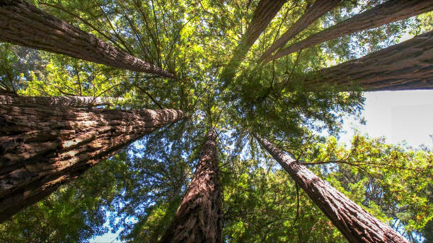 Best Tree Cabling and Bracing  in Norfolk, VA