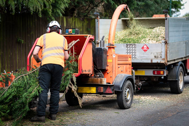 Best Palm Tree Trimming  in Norfolk, VA