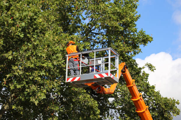 Best Firewood Processing and Delivery  in Norfolk, VA