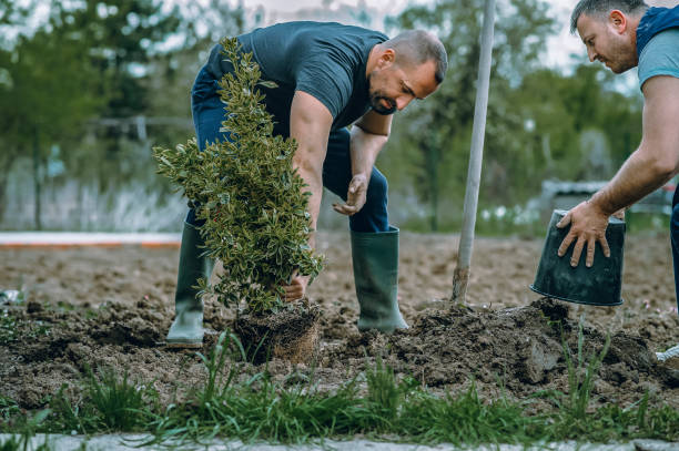 Best Commercial Tree Services  in Norfolk, VA