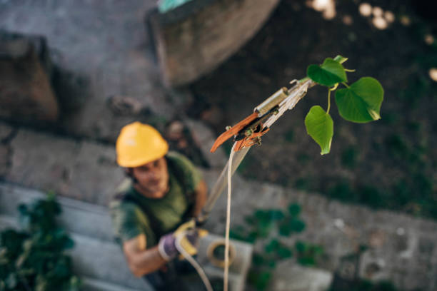 Best Tree Removal  in Norfolk, VA