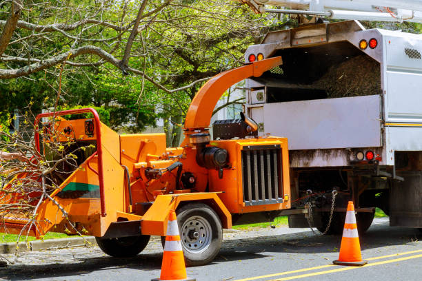 Best Tree and Shrub Care  in Norfolk, VA