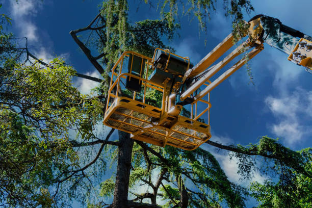 Best Emergency Tree Removal  in Norfolk, VA