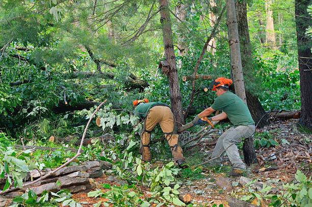 Best Tree Health Inspection  in Norfolk, VA