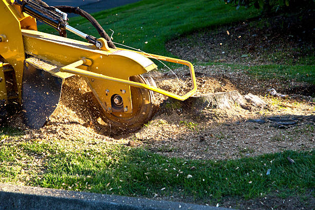 Best Tree Cabling and Bracing  in Norfolk, VA