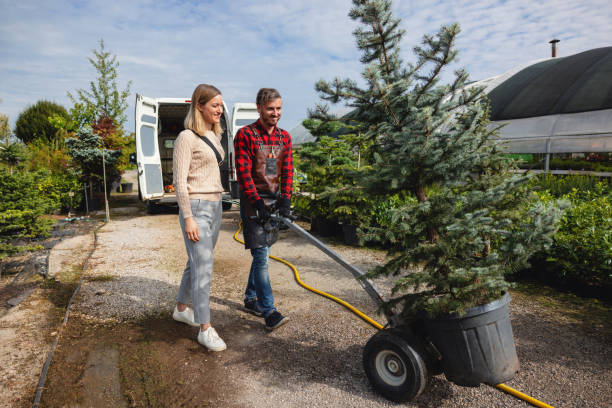 Best Tree Disease Treatment  in Norfolk, VA
